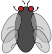 Mosca